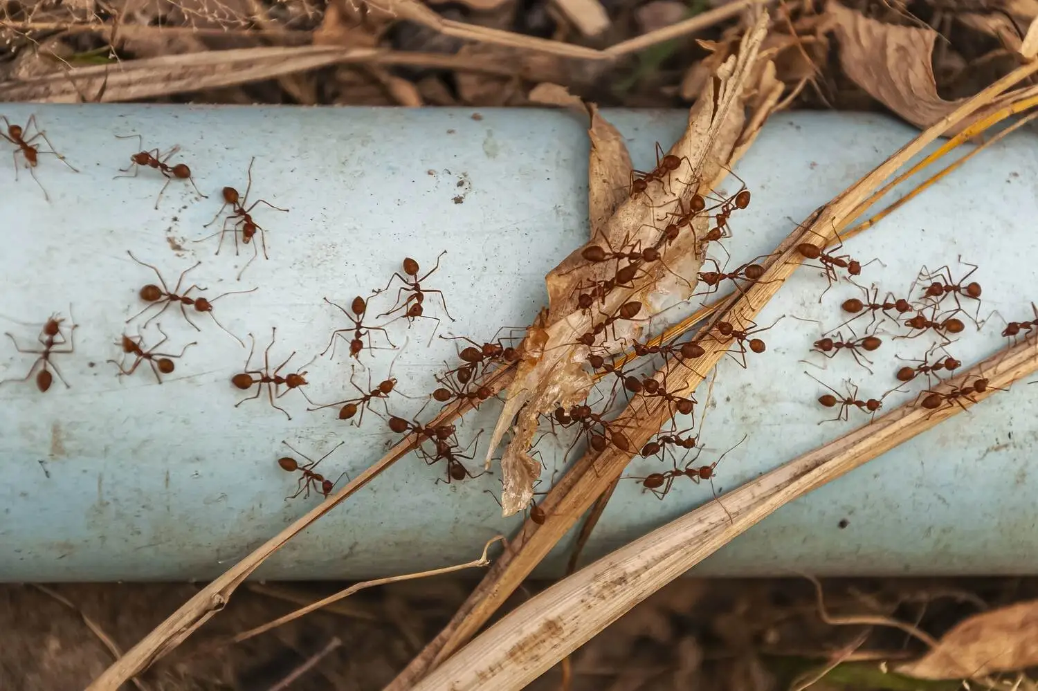 Colony of ants trailing across a pipe and dried leaves