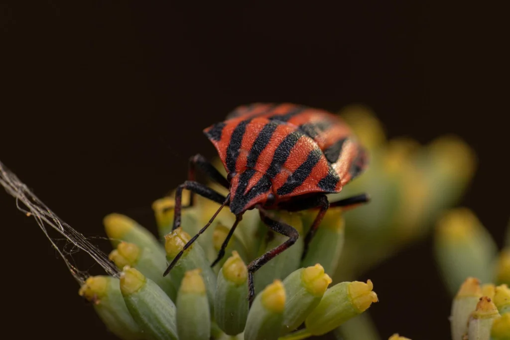 Close-up of a red and black striped boxelder bug resting on plant flower buds.