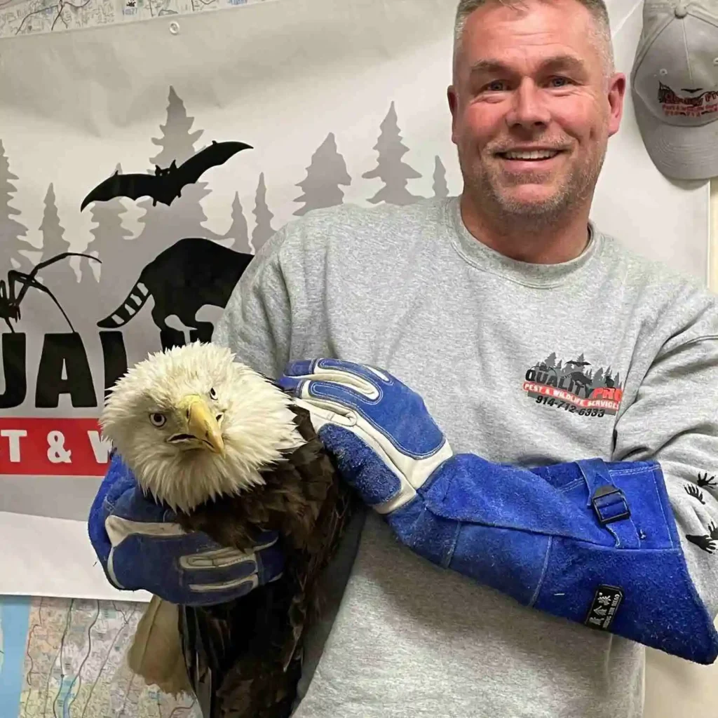 est control technician wearing protective gloves and holding a bald eagle during wildlife removal.
