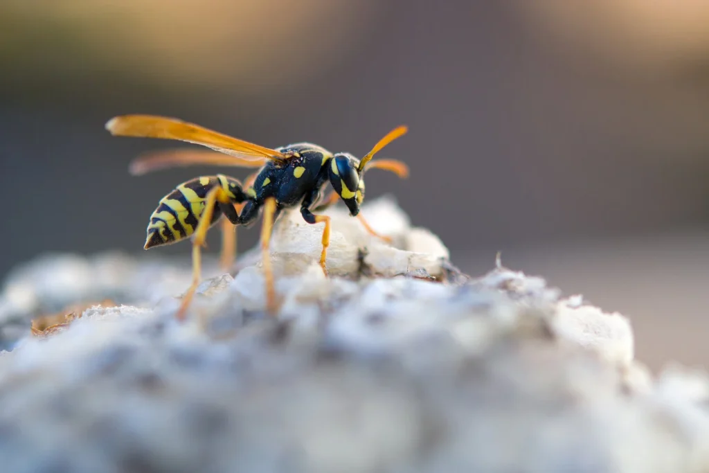 Close-up of a yellow and black wasp perched on a paper nest